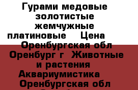 Гурами медовые, золотистые, жемчужные, платиновые. › Цена ­ 100 - Оренбургская обл., Оренбург г. Животные и растения » Аквариумистика   . Оренбургская обл.,Оренбург г.